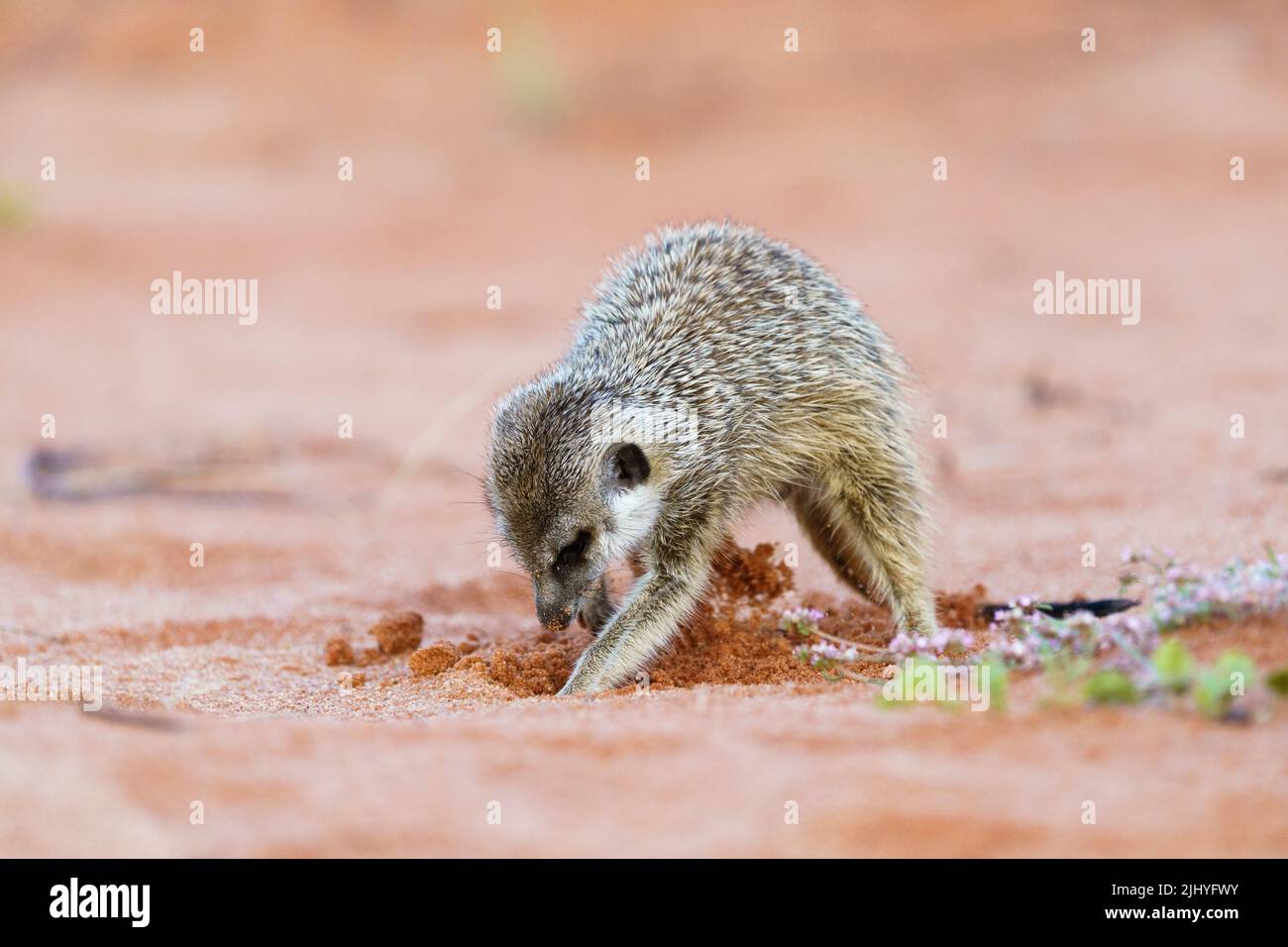 Closeup of baby meerkat digging for food in red soil. Front side view of the funny meerkat. Kalahari, Transfrontier National Park, South Africa Stock Photo
