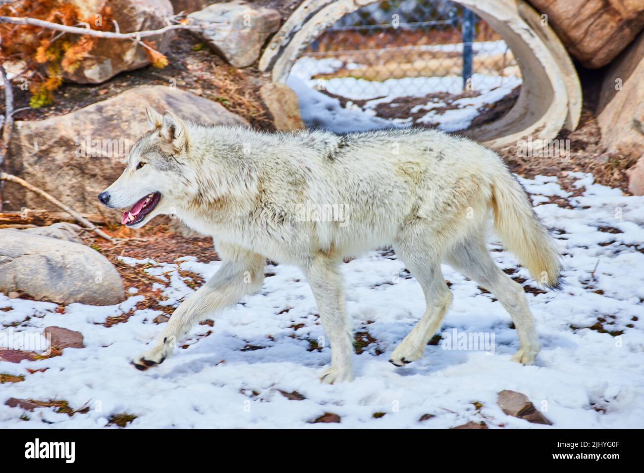 White wolf walking on snowy landscape in park Stock Photo