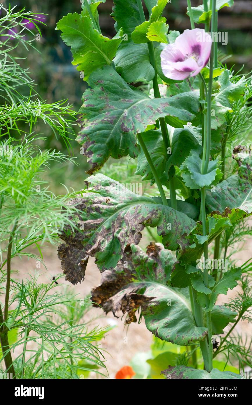 Poppy plant with burnt crispy heat damage on brown leaves growing in dry soil garden July 2022 heatwave Wales UK Great Britain KATHY DEWITT Stock Photo