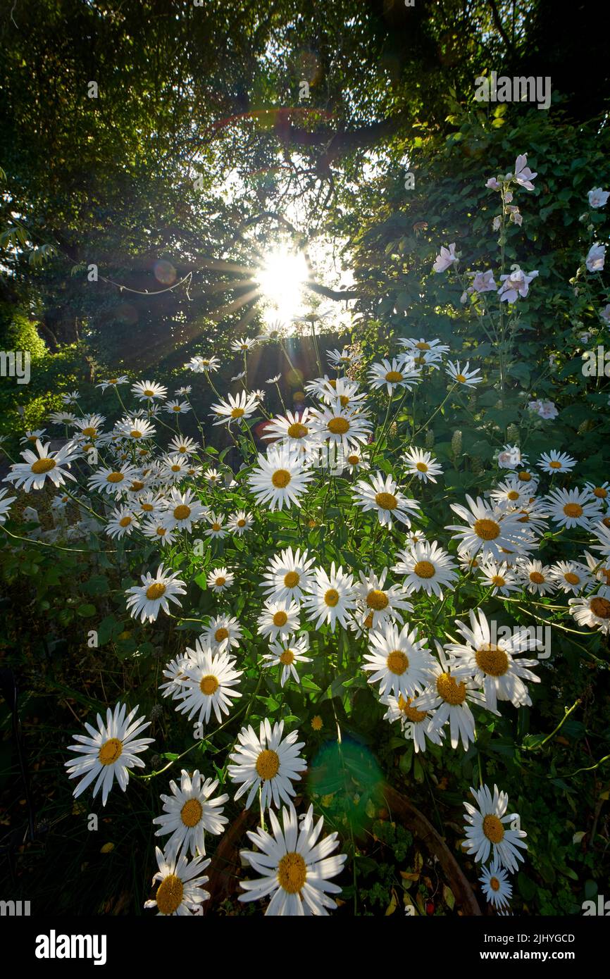 White daisies growing in remote field, meadow, backyard or garden with