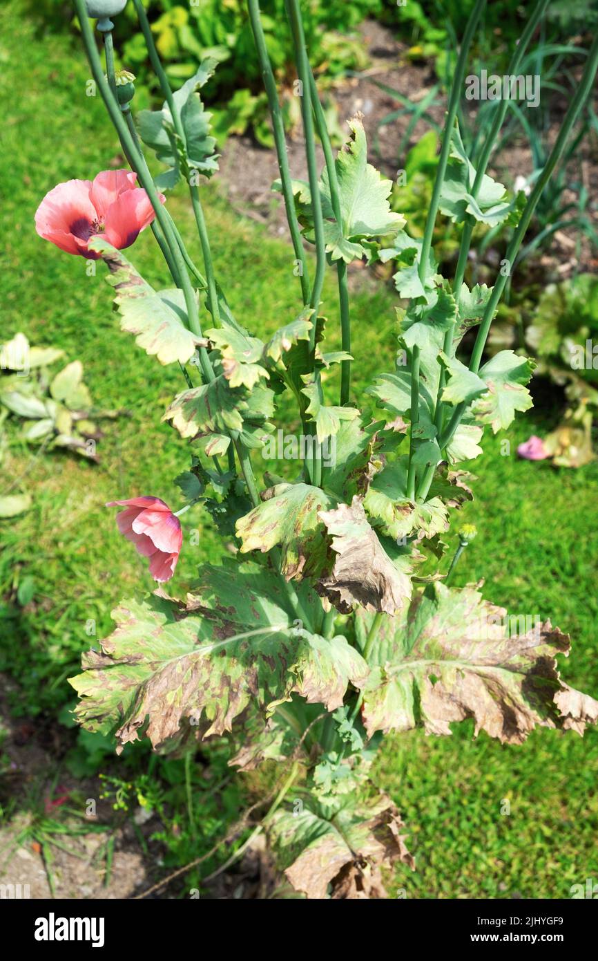 Poppy plant papaver coral burnt crispy heat damage on brown leaves growing in dry soil garden July 2022 heatwave Wales UK Great Britain KATHY DEWITT Stock Photo