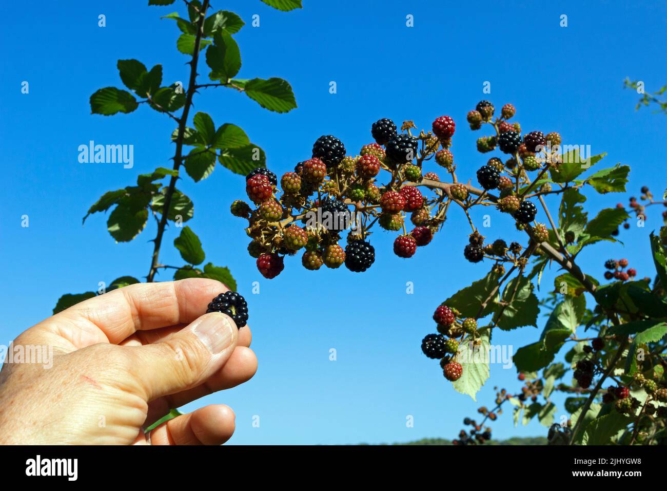 Harvest of wild blackberries in summer to make jams. Montpellier, Occitanie, France Stock Photo