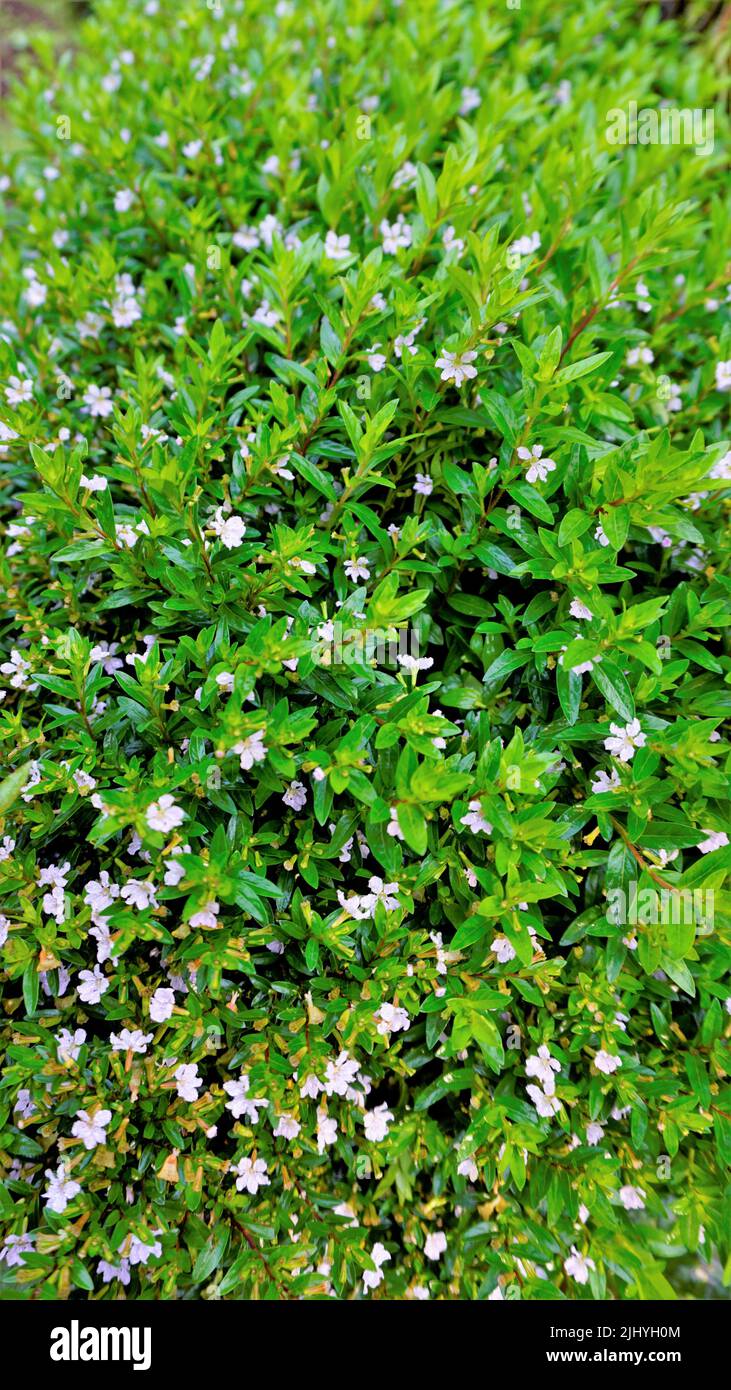 Landscape photography of beautiful white flowers of Cuphea hyssopifolia, false, Mexican, Hawaiian heather. Background green image Stock Photo