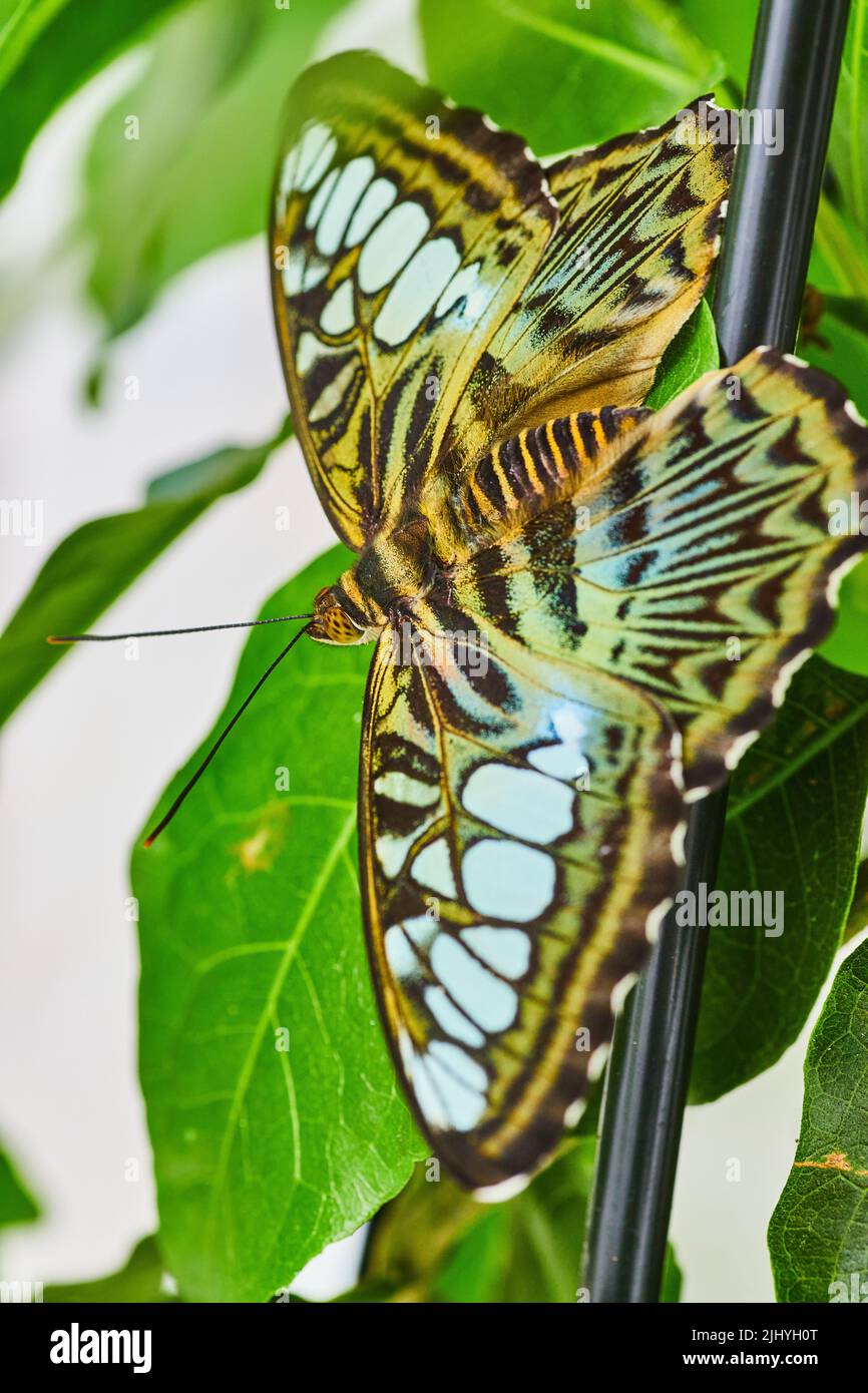 Brown Clipper butterfly perched on pole and green leaves Stock Photo