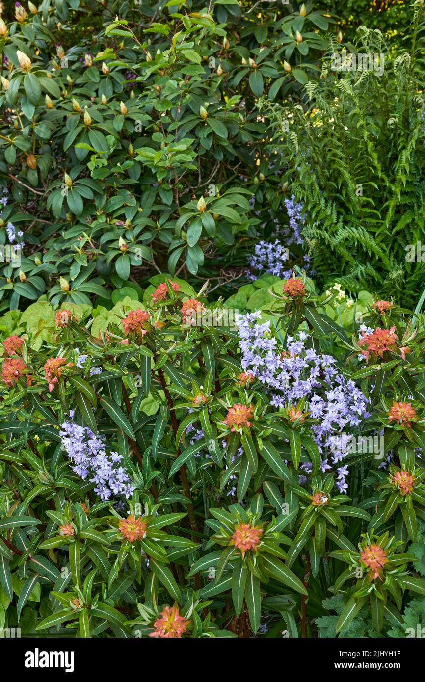 Bluebell and peking spurge flowers in a green park. Nature landscape of purple blue and orange flowering plants growing in between lush tree and shrub Stock Photo