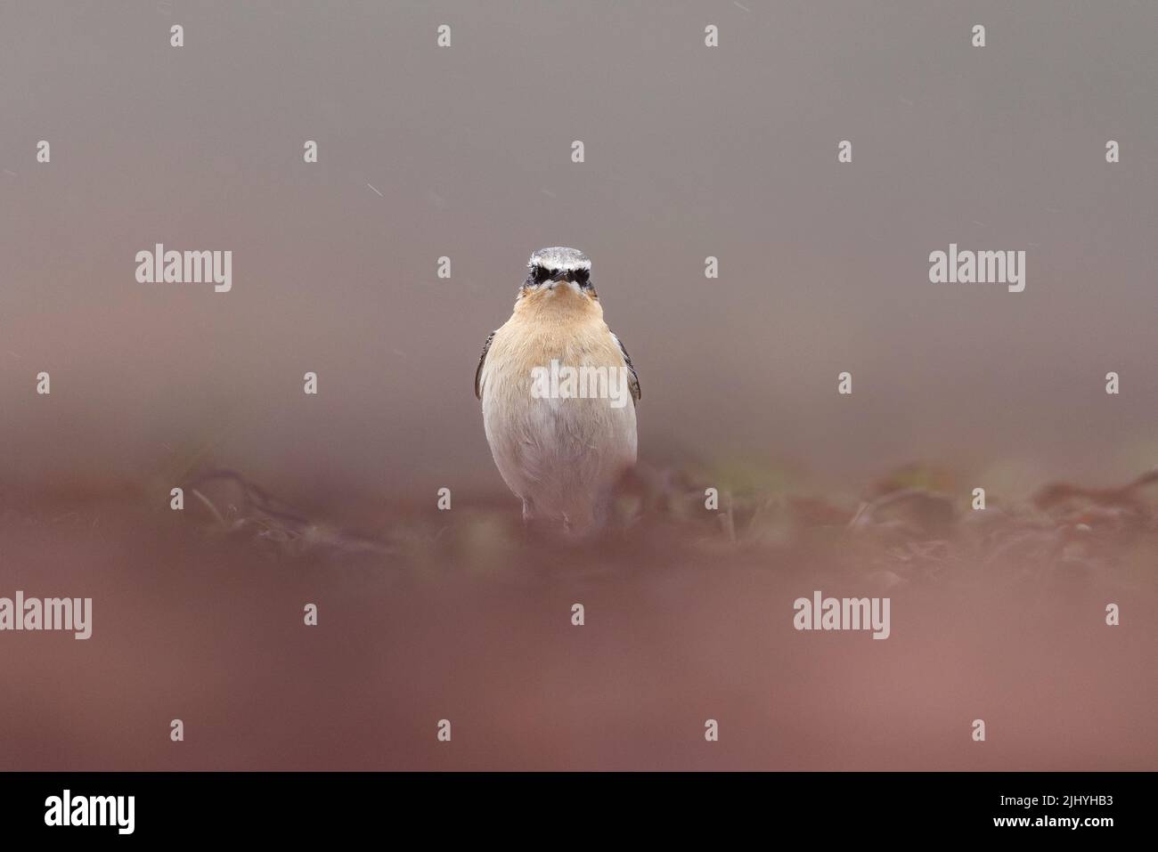 Northern Wheatear searching for food near the seashore in Applecross, Scotland. Stock Photo