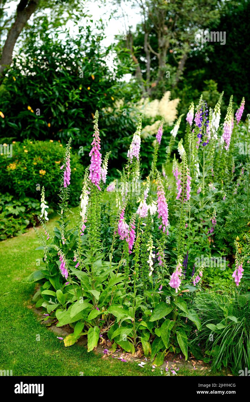 Lush landscape with colorful flowering plants growing in a garden or park  on a sunny spring day outdoors. Pink and purple common foxglove flowers  from Stock Photo - Alamy