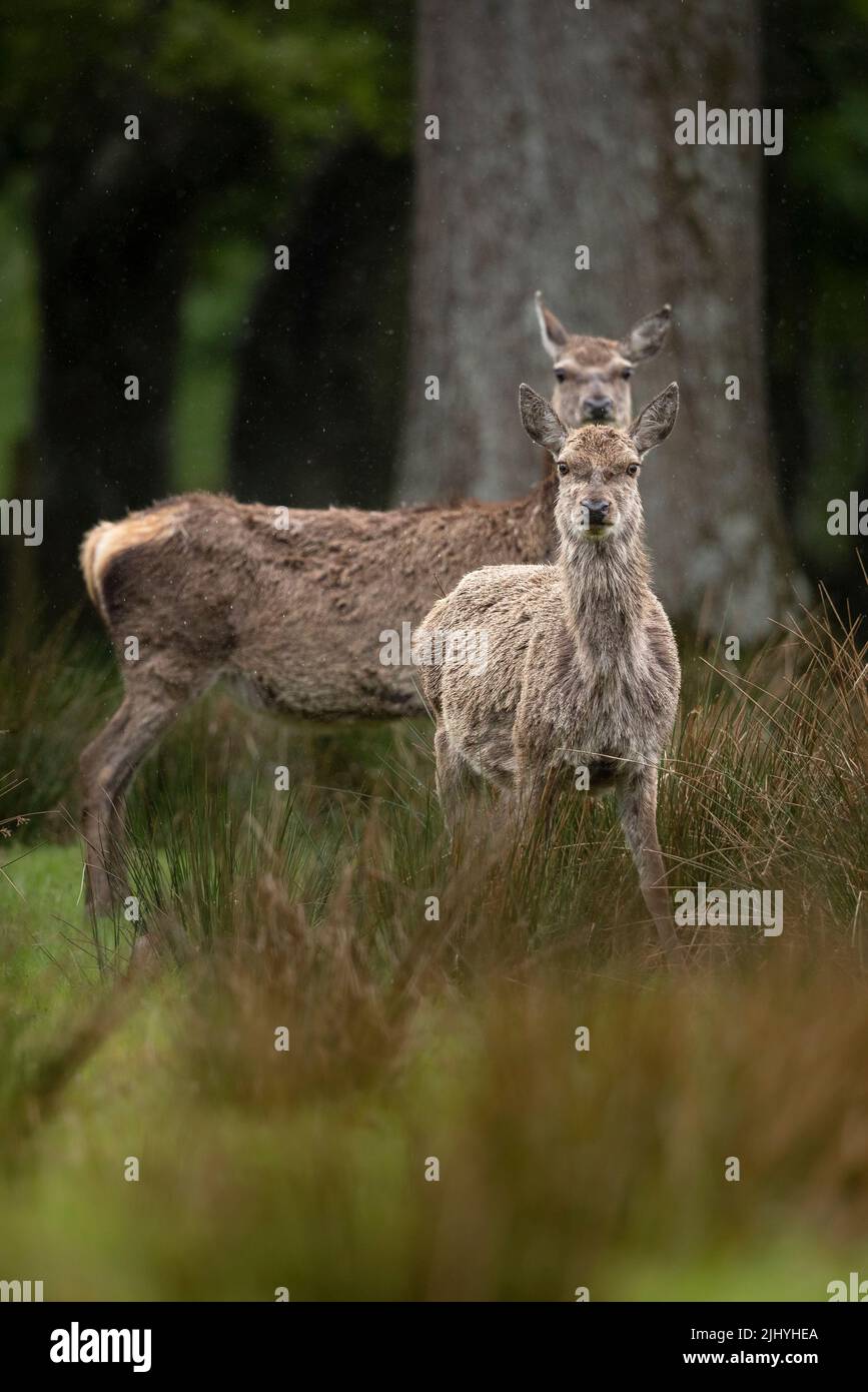 Two curious Red Deer in Applecross, Scotland. Stock Photo