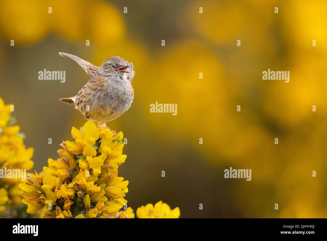 Dunnock singing from a perch on beautiful yellow Gorse in NW Scotland. Stock Photo