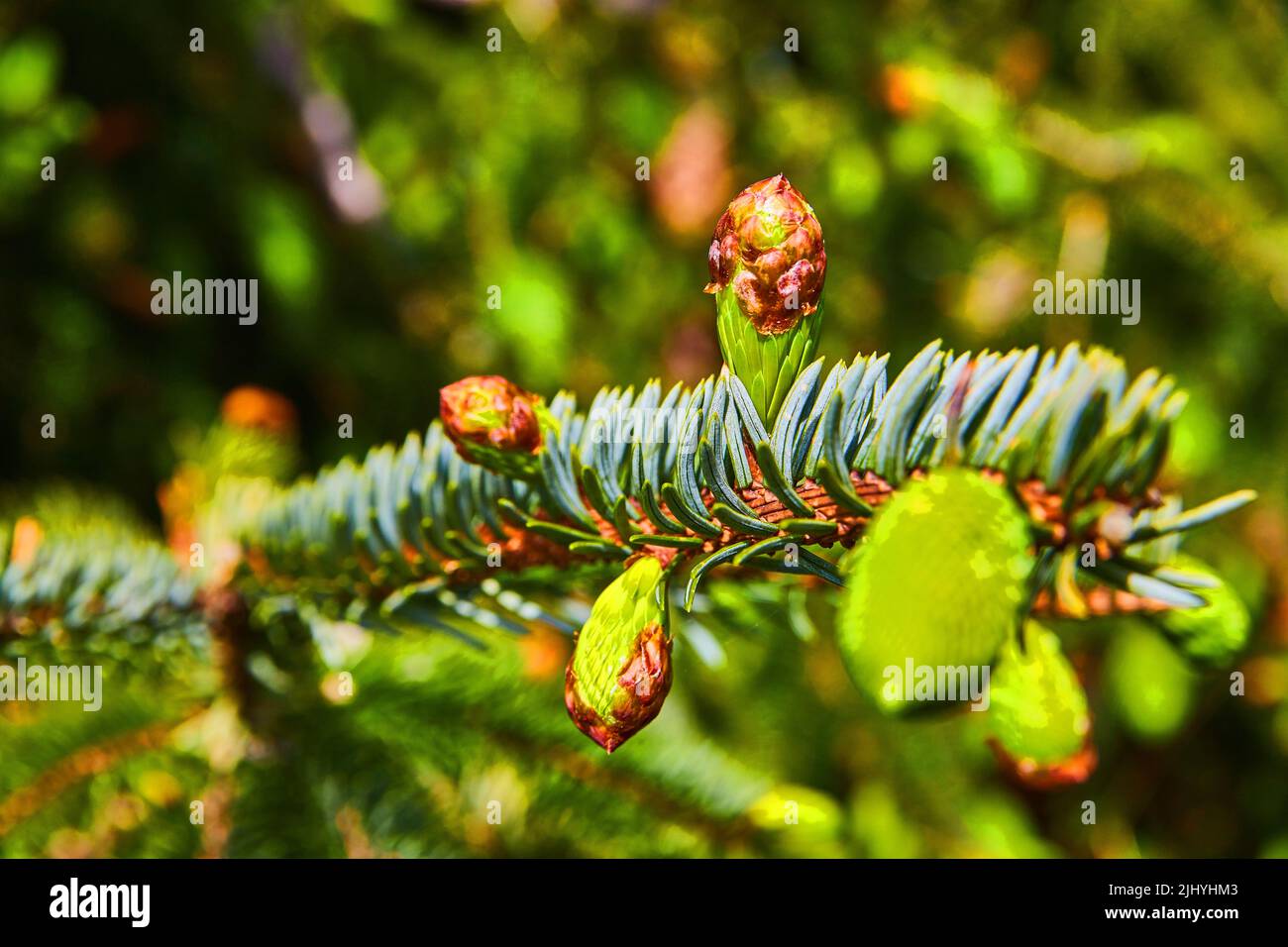 Pine tree growing on beach hires stock photography and images Alamy