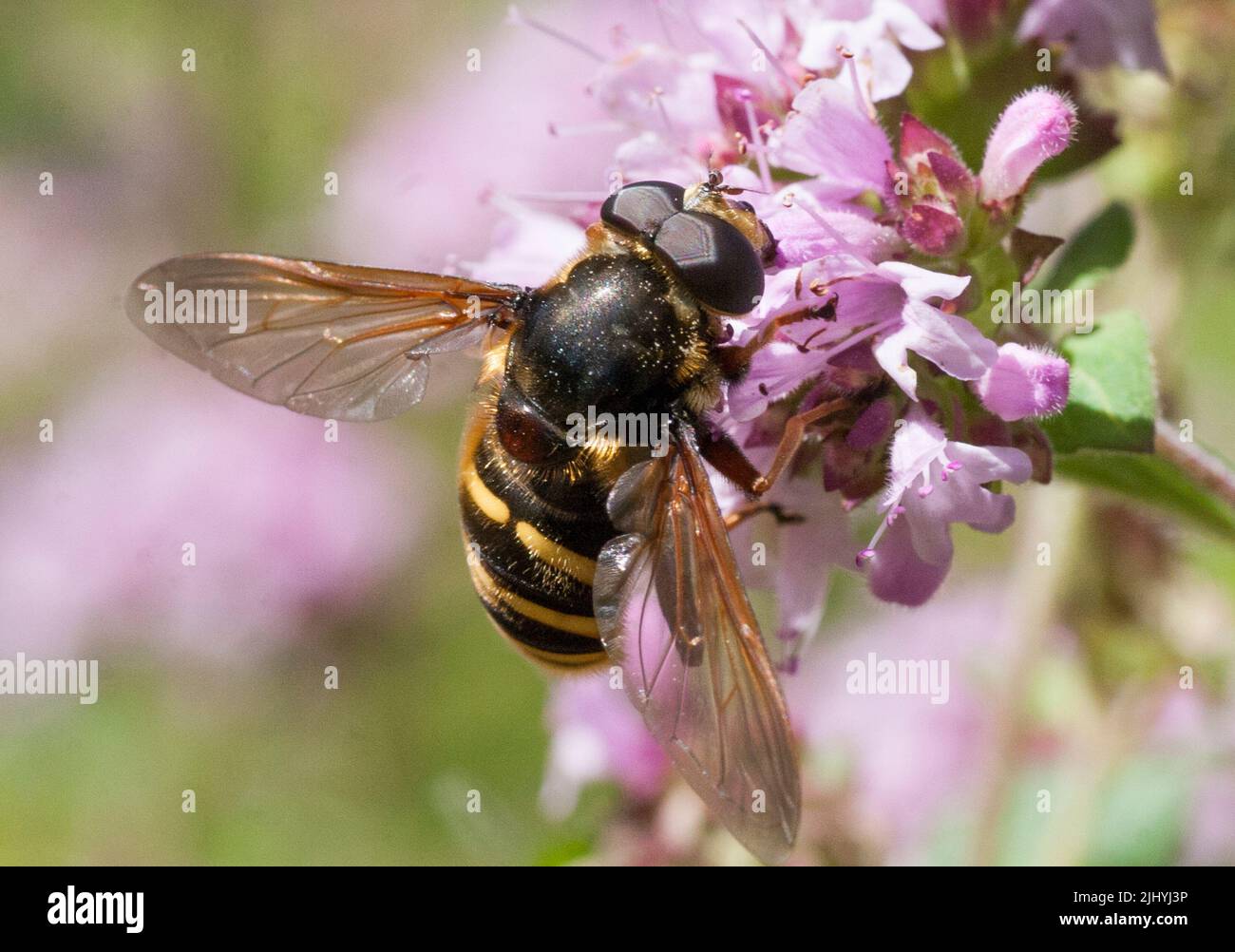SERICOMYIA SILENTIS is a species of hoverfly Stock Photo