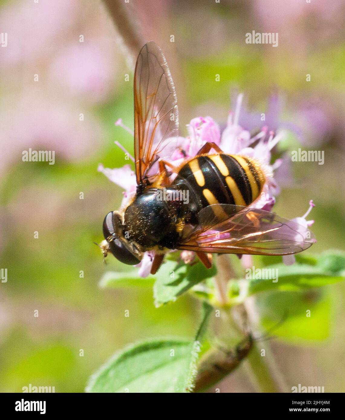 SERICOMYIA SILENTIS is a species of hoverfly Stock Photo