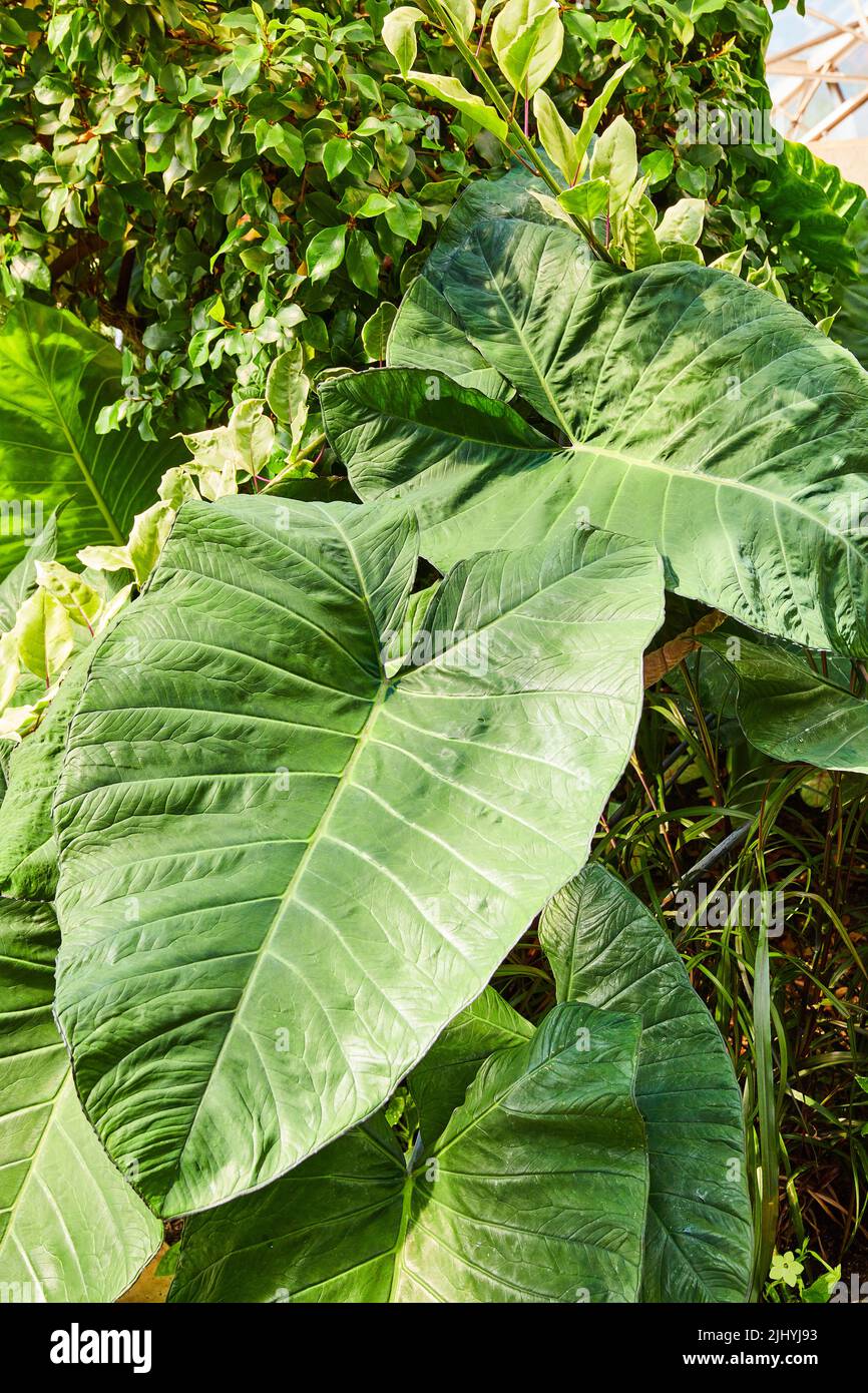 Elephant food plant hi-res stock photography and images - Alamy