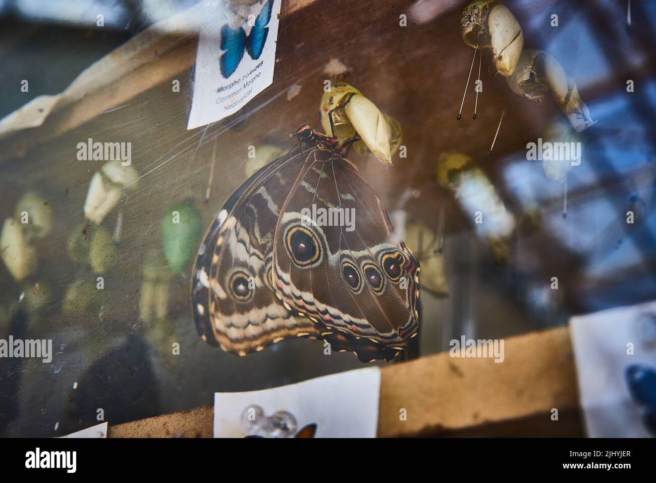 Butterfly attending cocoon in controlled environment Stock Photo