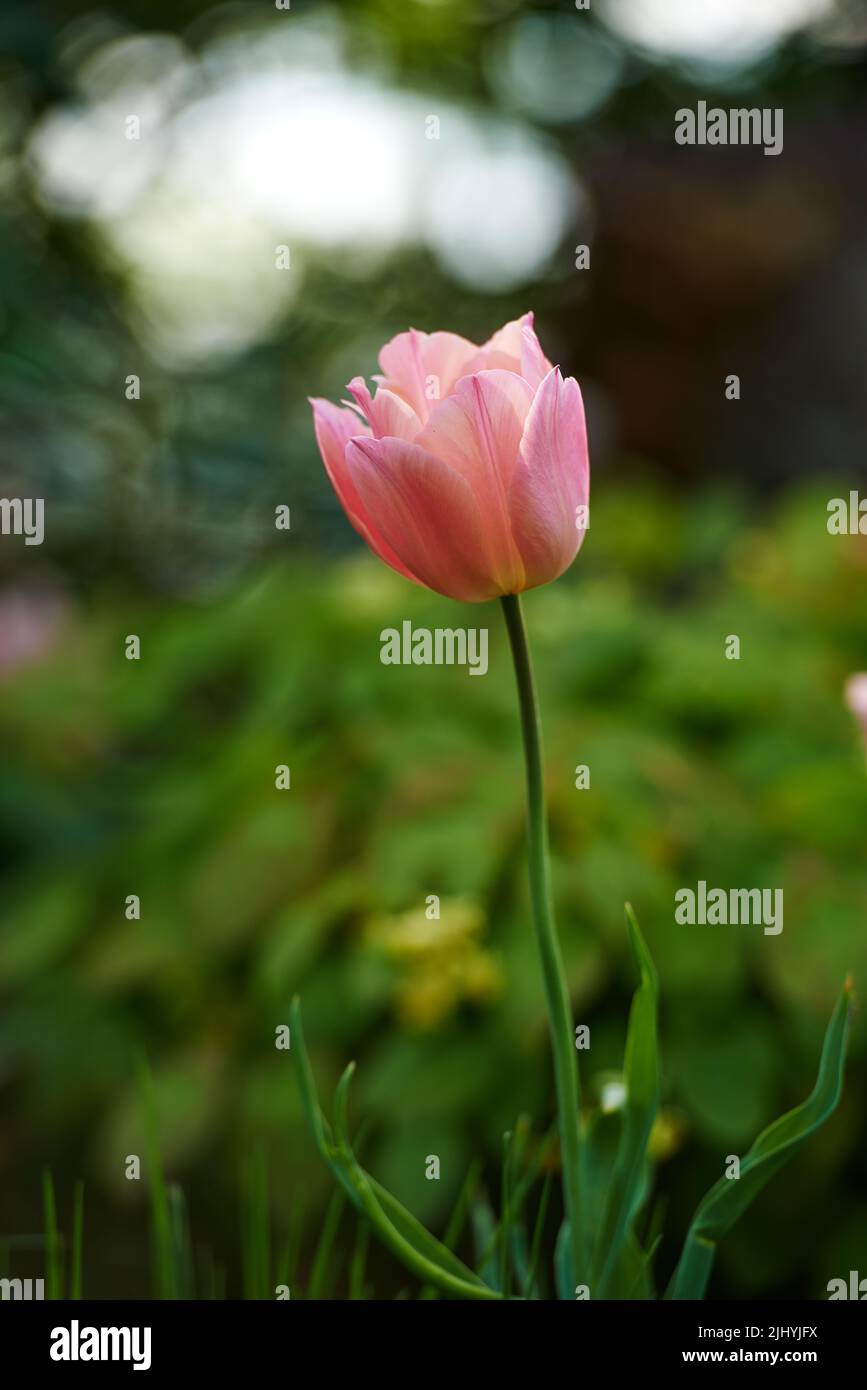 White and pink tulips growing in a lush garden at home. Pretty flora with vibrant petals and green stems blooming in the meadow in springtime. Closeup Stock Photo