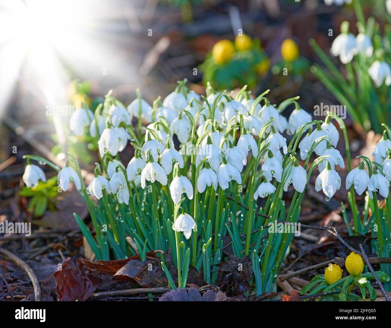 カシニョール 、【BUNCH OF FLOWERS IN MEADOW】 Bunch of spring flowers in the meadow — Stock Photo