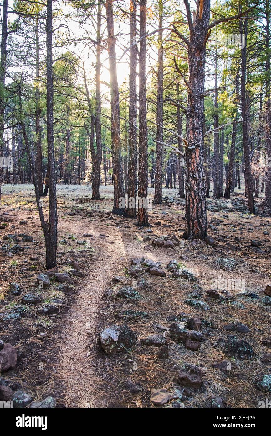 Two paths merge on hiking trail through serene pine tree forest Stock Photo