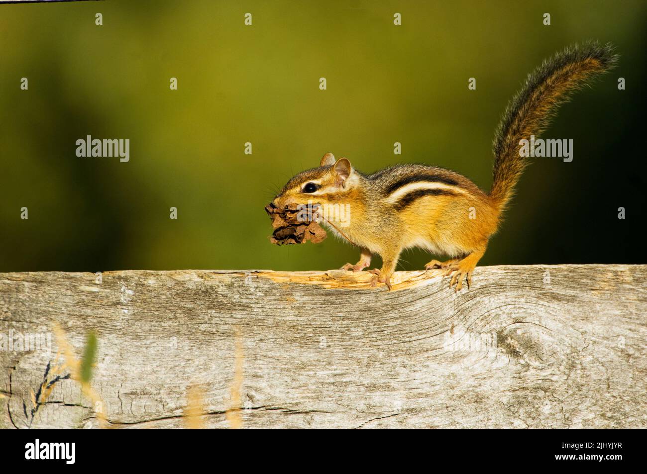 Chipmunk with nesting material at Carden Plains Provincial Park Ontario Canada Stock Photo