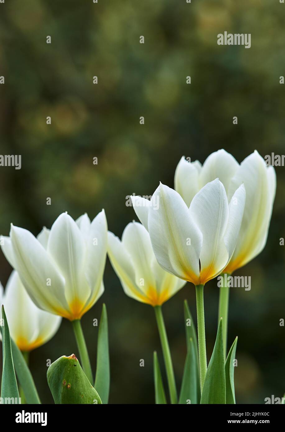 White and yellow tulips growing in a lush garden at home. Pretty flora with vibrant petals and green stems blooming in the meadow in springtime. Bunch Stock Photo