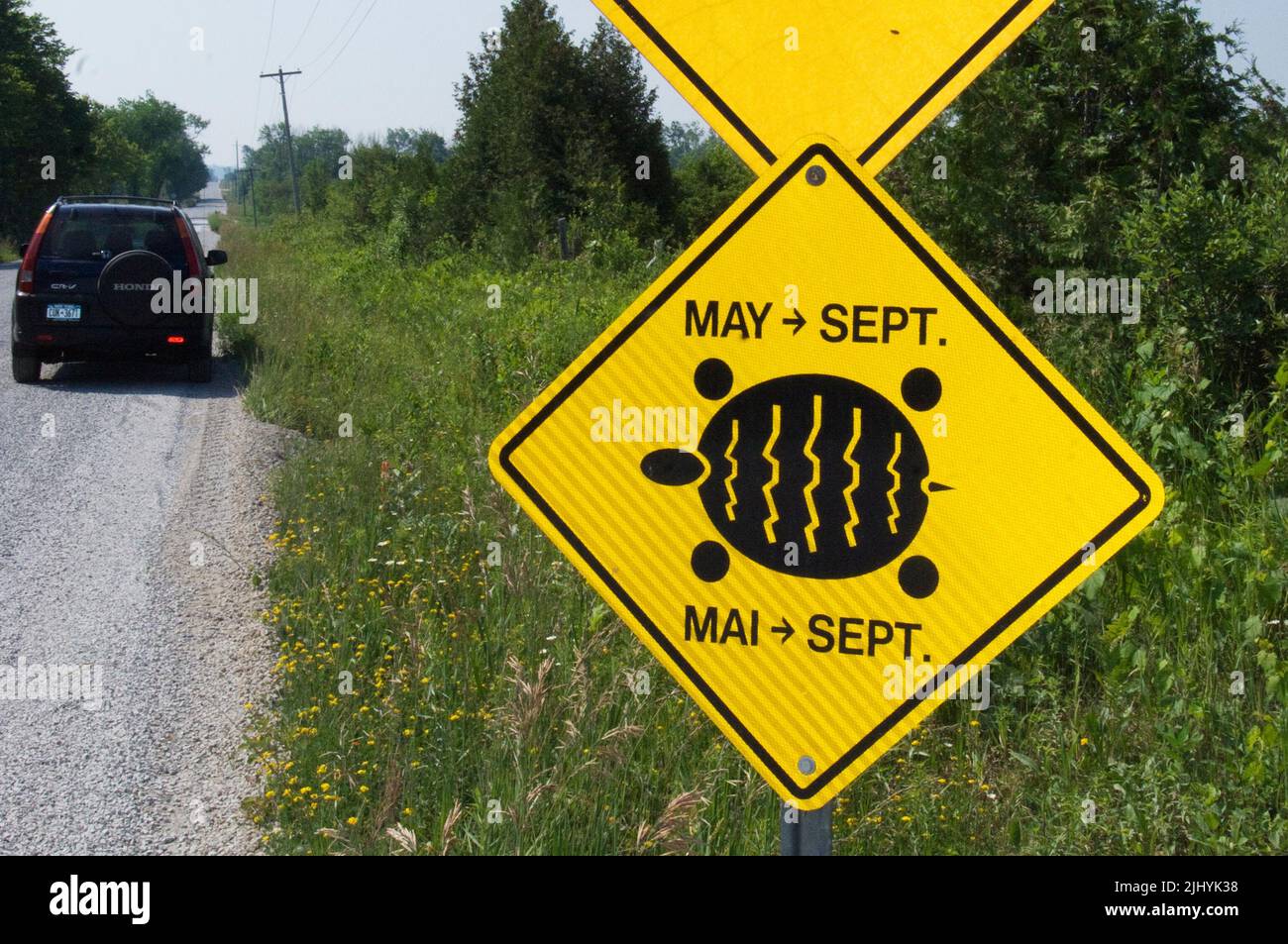 Turtle crossing at Carden Plain Provincial Park Stock Photo