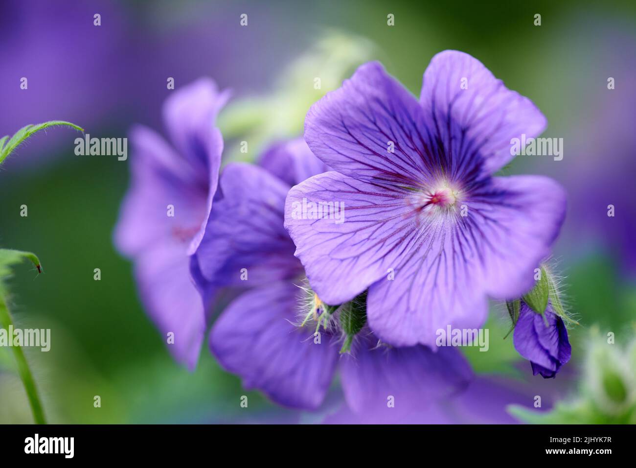 Lush green vibrant plant growth patterns hi-res stock photography and ...