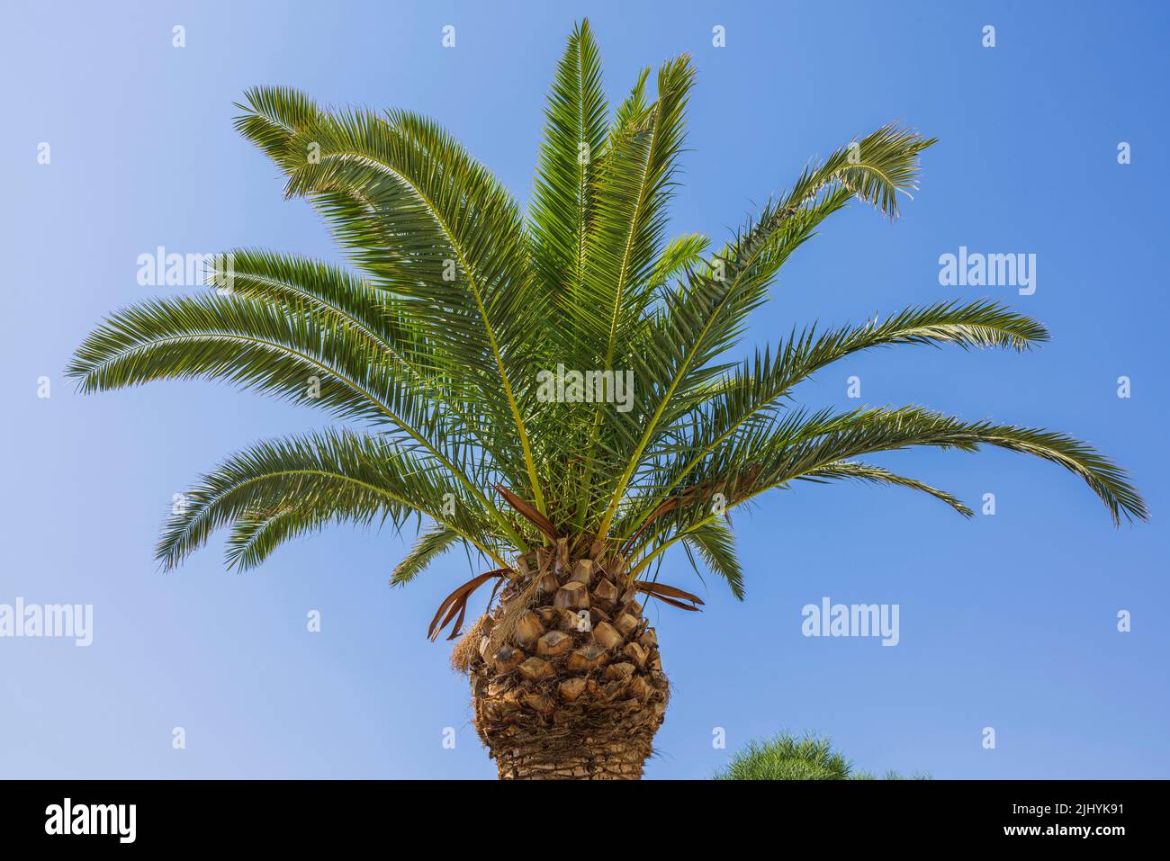 Are Palm Tree Berries Bad For Dogs