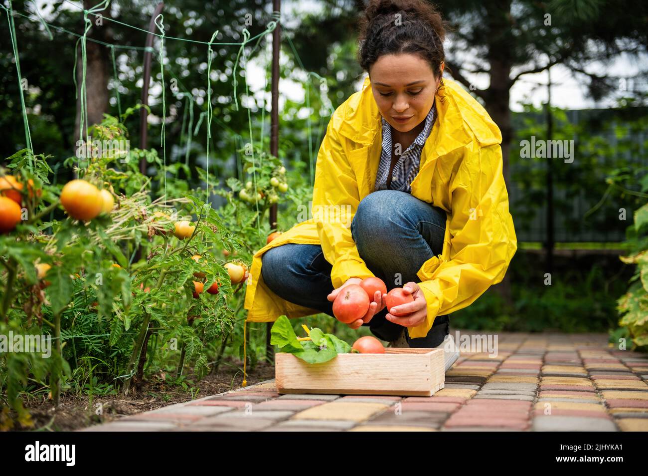 yellow raincoat, harvesting crop 