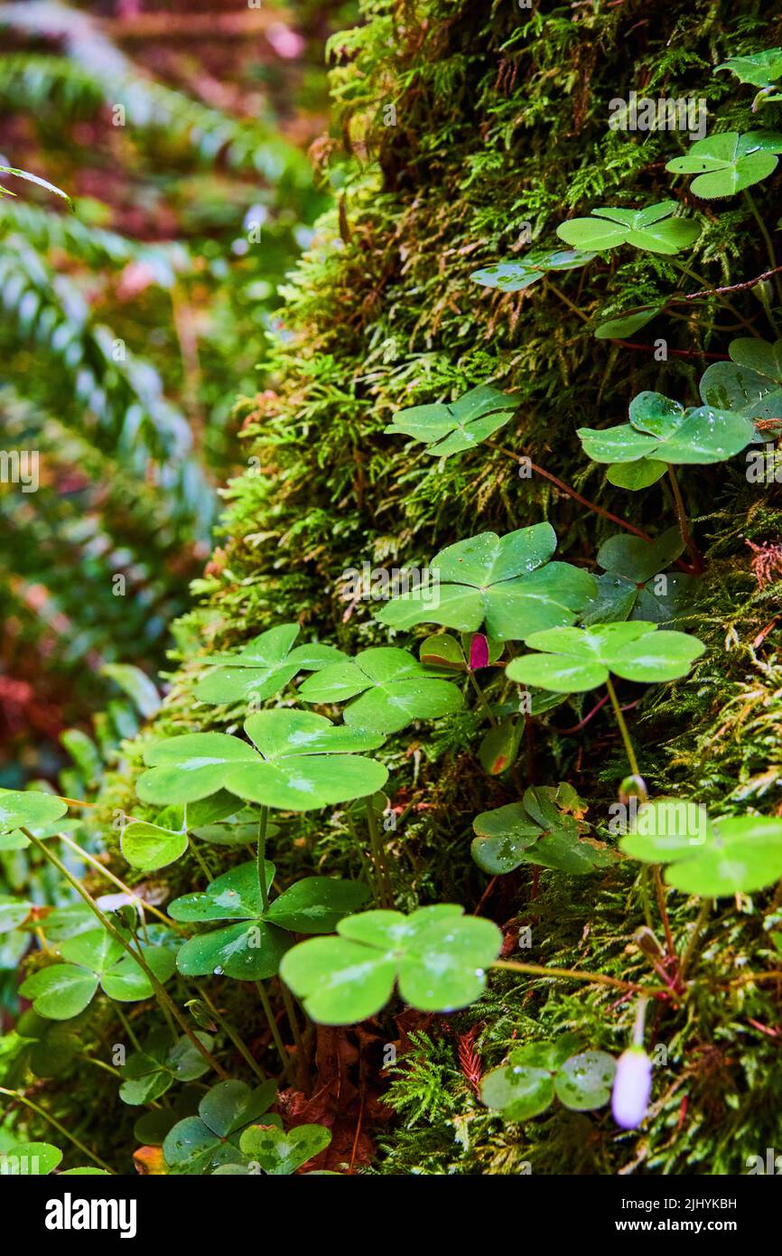 Vertical of clovers up close on mossy tree trunk Stock Photo