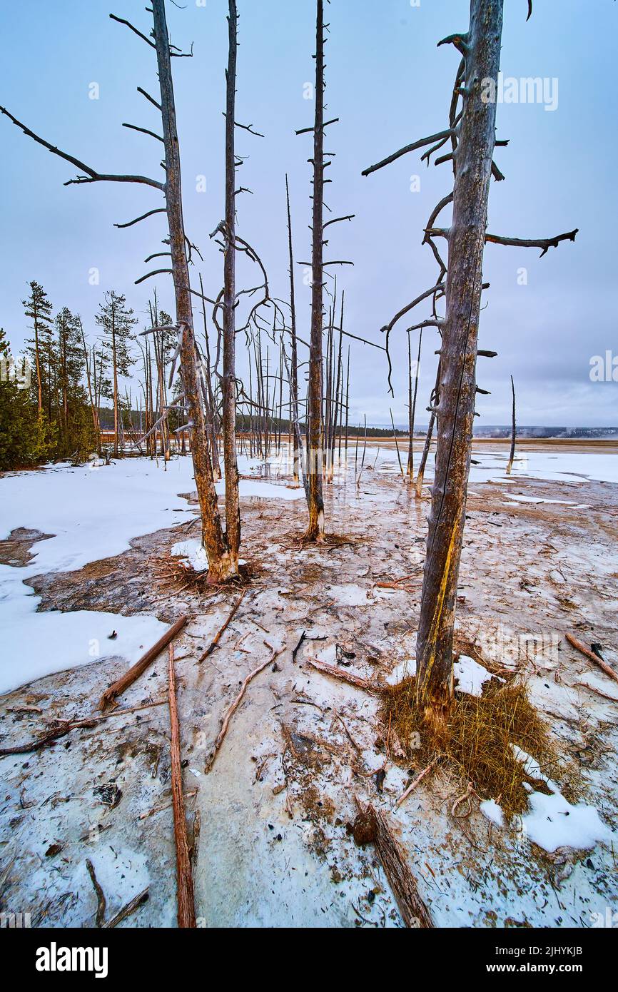 Yellowstone dead trees stuck in deadly waters Stock Photo Alamy