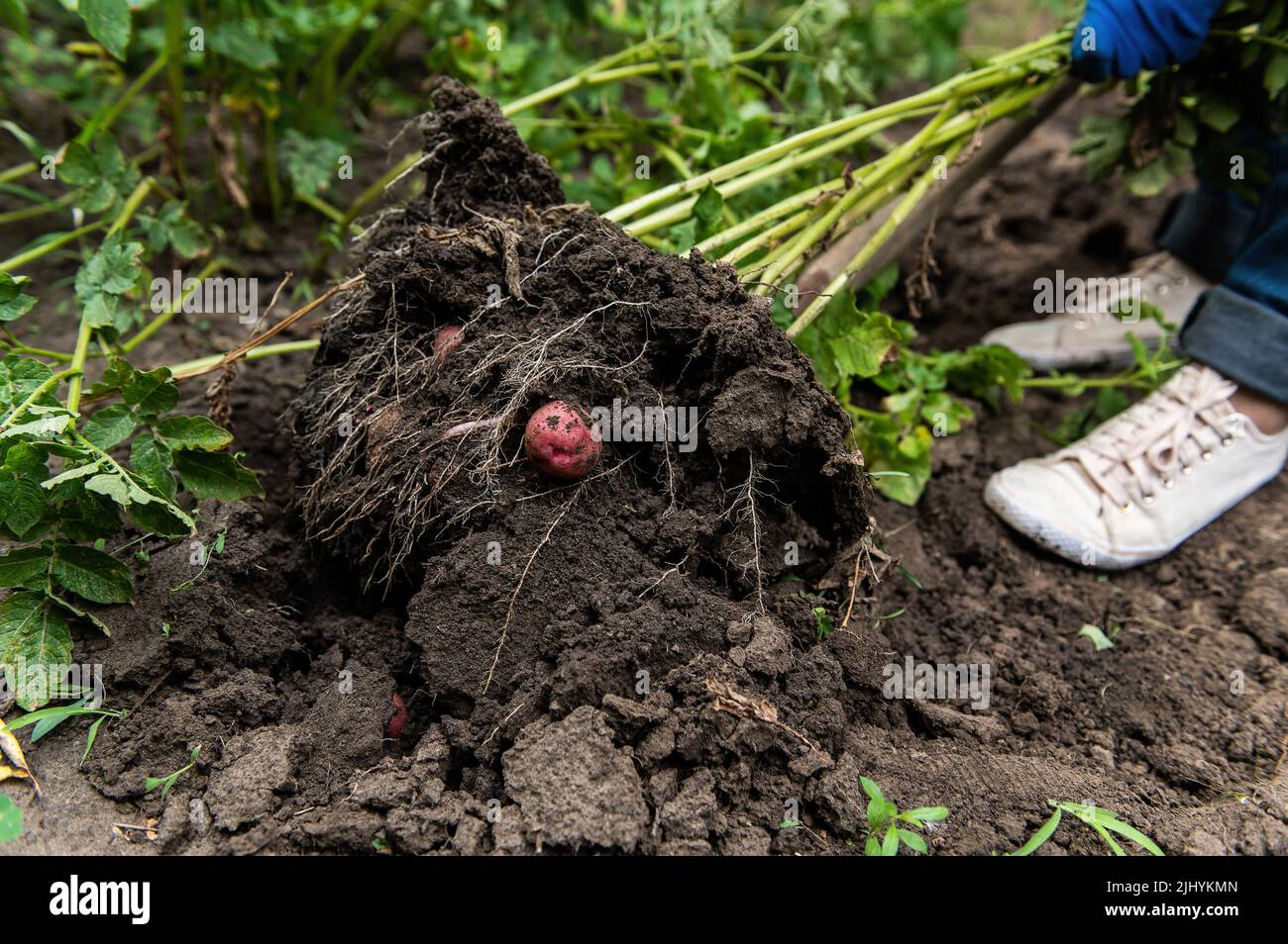 Close-up of a farmer digging up young potatoes in the garden. Growing ...