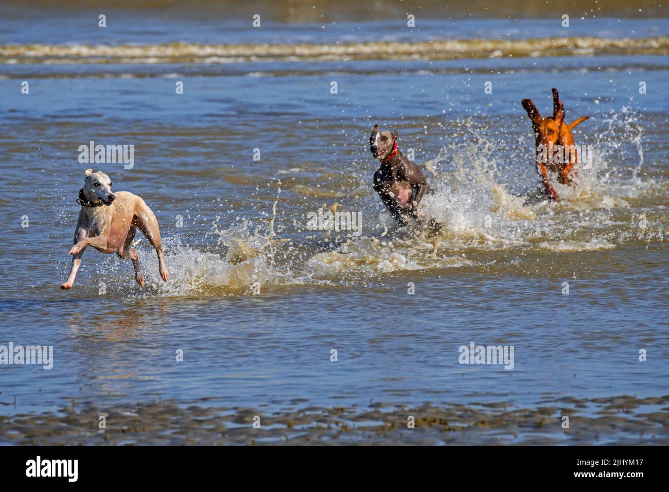 Two sighthounds and Vizsla dog chasing each other in shallow water on the beach along the North Sea coast Stock Photo
