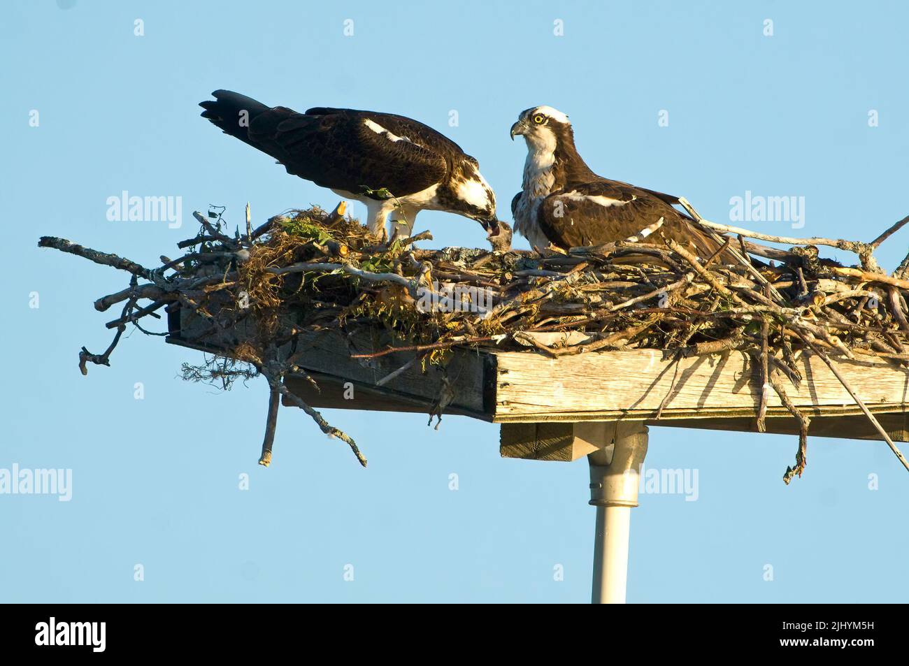 Osprey platform with osprey parent feeding tiny chick at Carden Plains Provincial Park Stock Photo