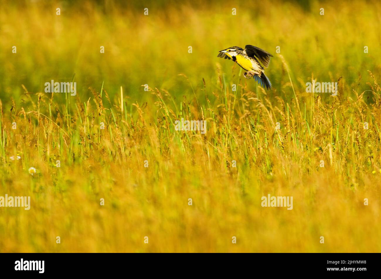 Eastern meadowlark flight at Carden Plains Provincial Park grassland habitat Stock Photo