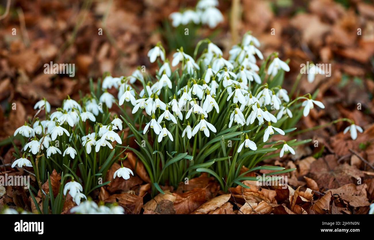 Closeup of a many fresh Snowdrops growing in wild bunches in a forest. Zoom in on white seasonal flowers in harmony with nature. Macro details of Stock Photo