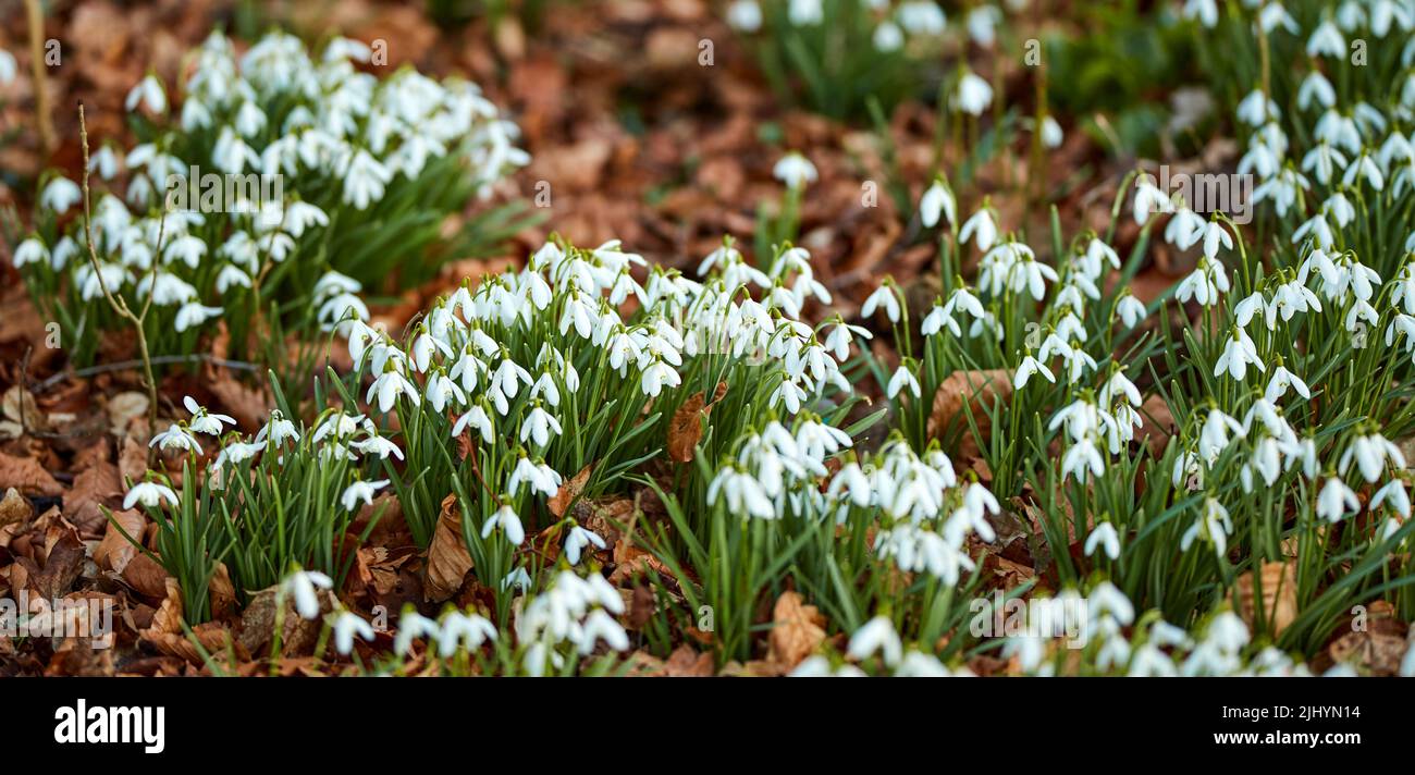 Closeup of white Snowdrops growing in a green garden in peaceful harmony with nature. Zoom in on seasonal flowers in a field or meadow. Macro details Stock Photo