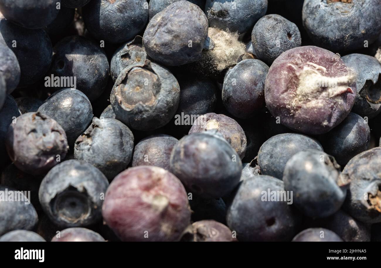 Blueberries in a closeup. Bad blueberries. Old fruit closeup