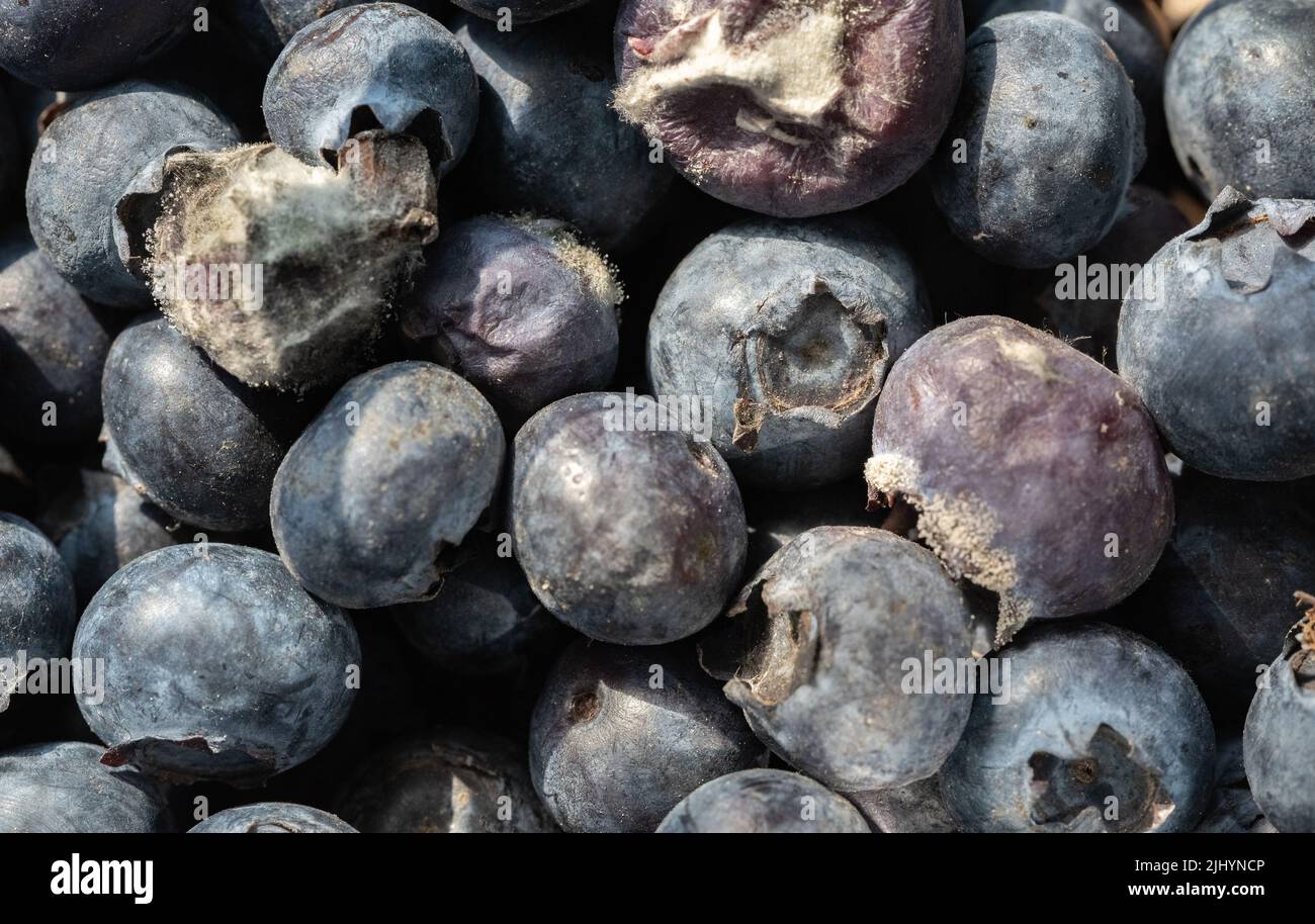 Blueberries in a closeup. Bad blueberries. Old fruit closeup