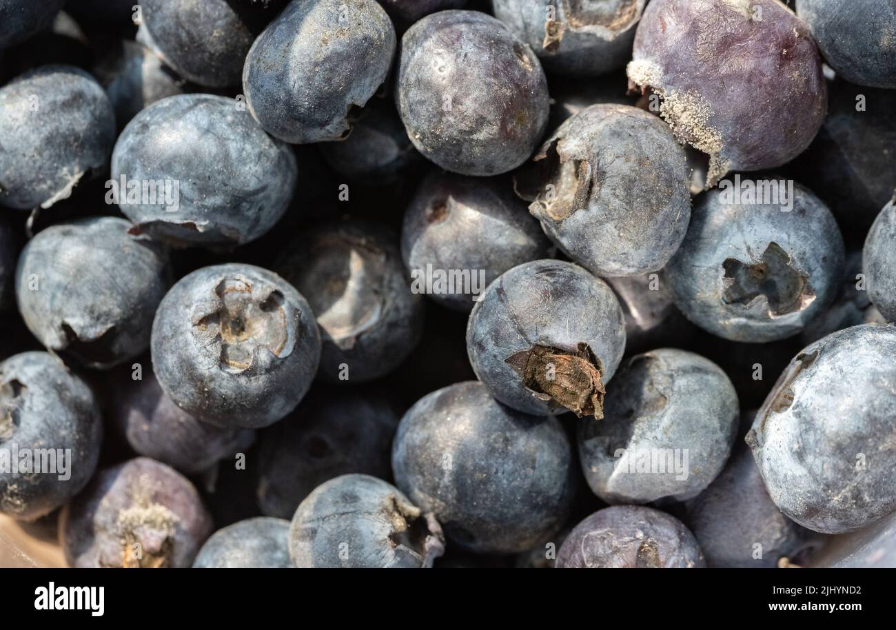 Blueberries in a closeup. Bad blueberries. Old fruit closeup