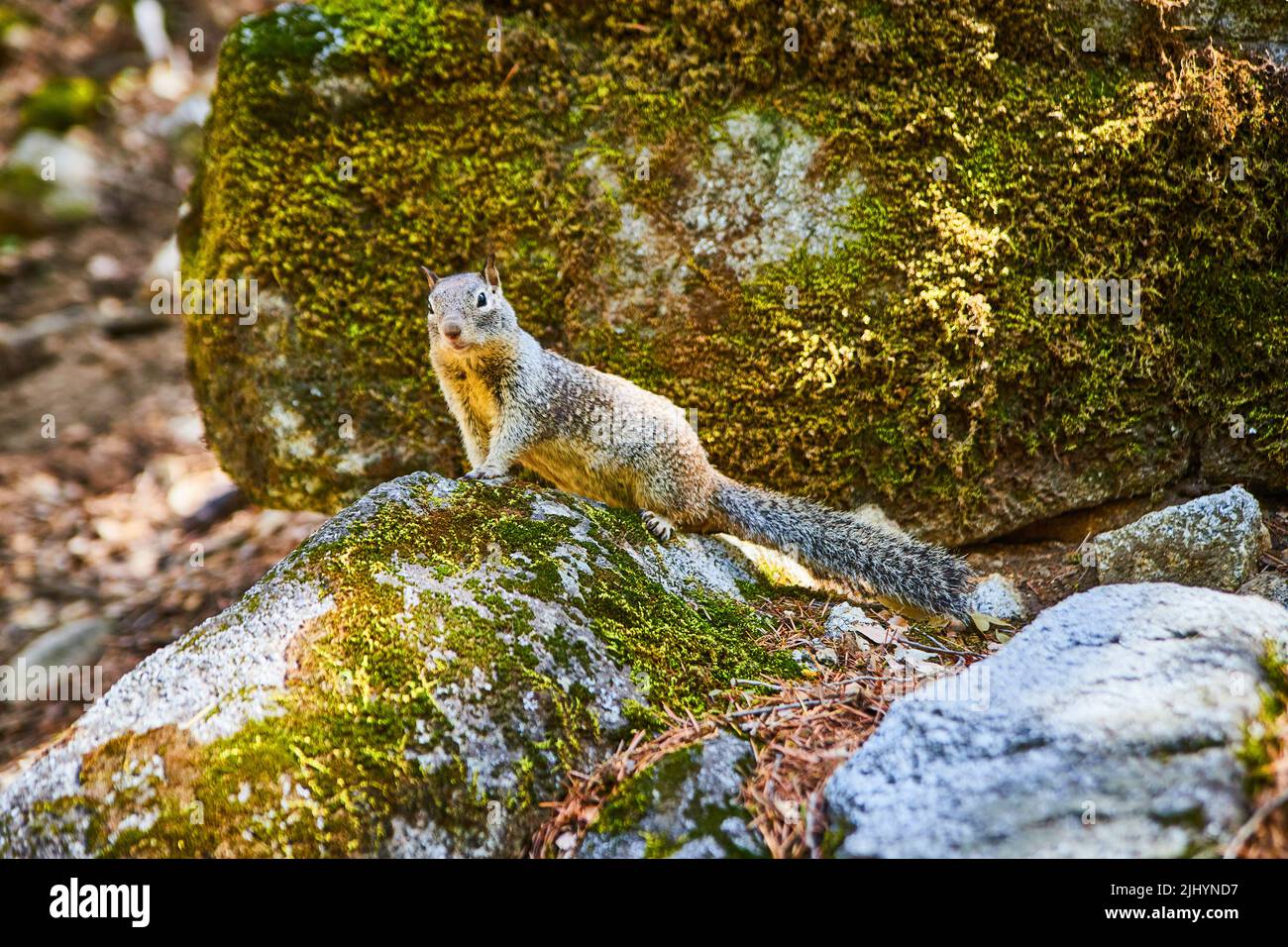Yosemite ground squirrel on mossy rocks Stock Photo