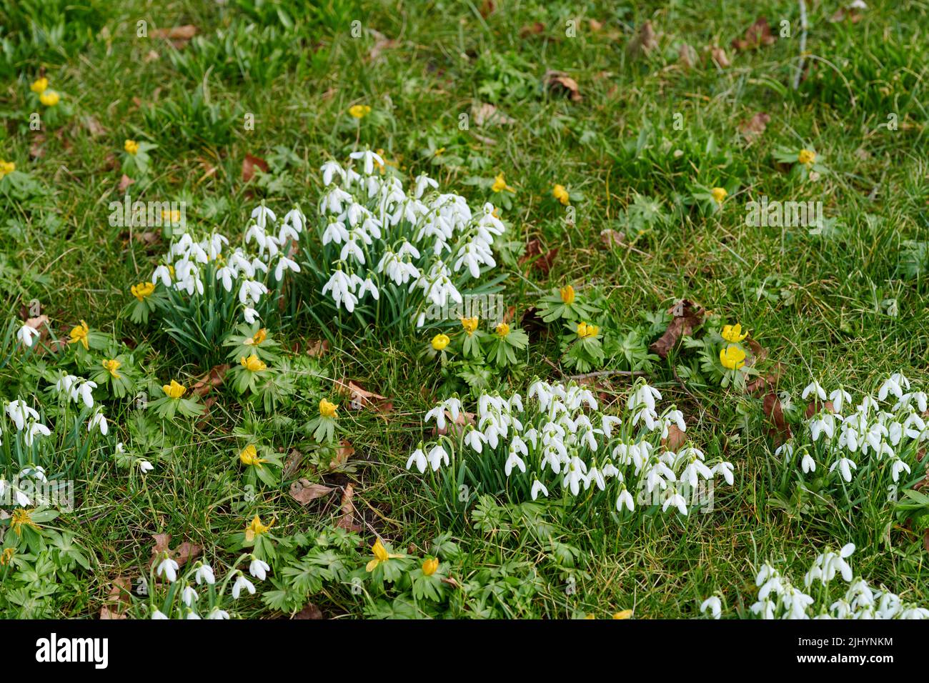 Beautiful white flowers outside on a sunny Spring day. Calm and