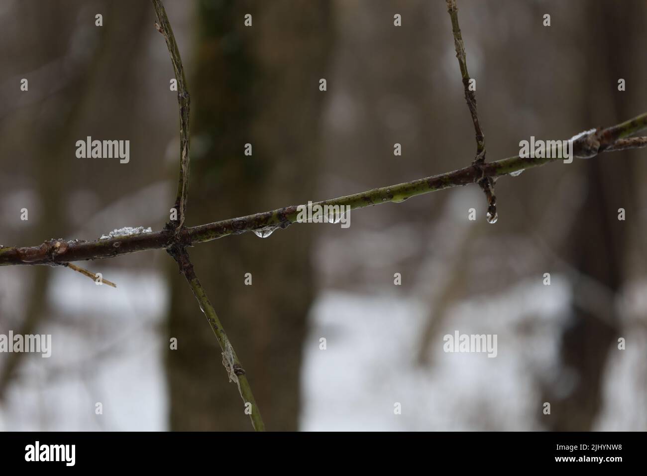 Dying wild forest in winter Stock Photo