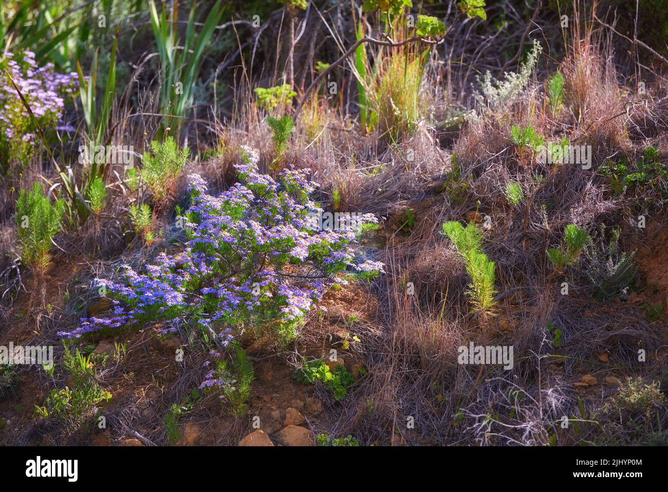 Mountain plants hi-res stock photography and images - Alamy