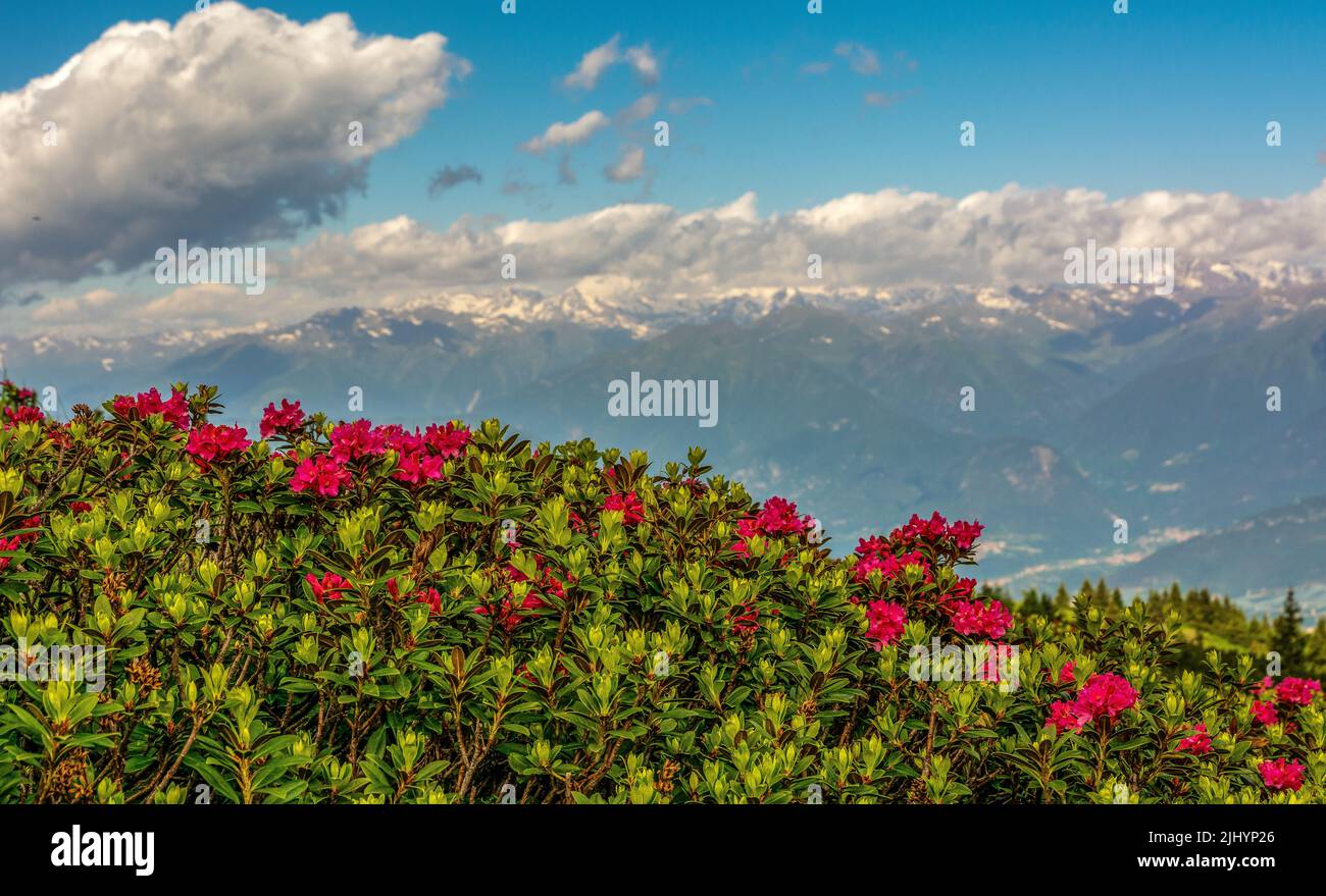 Rhododendron ferrugineum. Alpine flower. Italian dolomites - South Tyrol - northern Itlay, Flora alpina Stock Photo