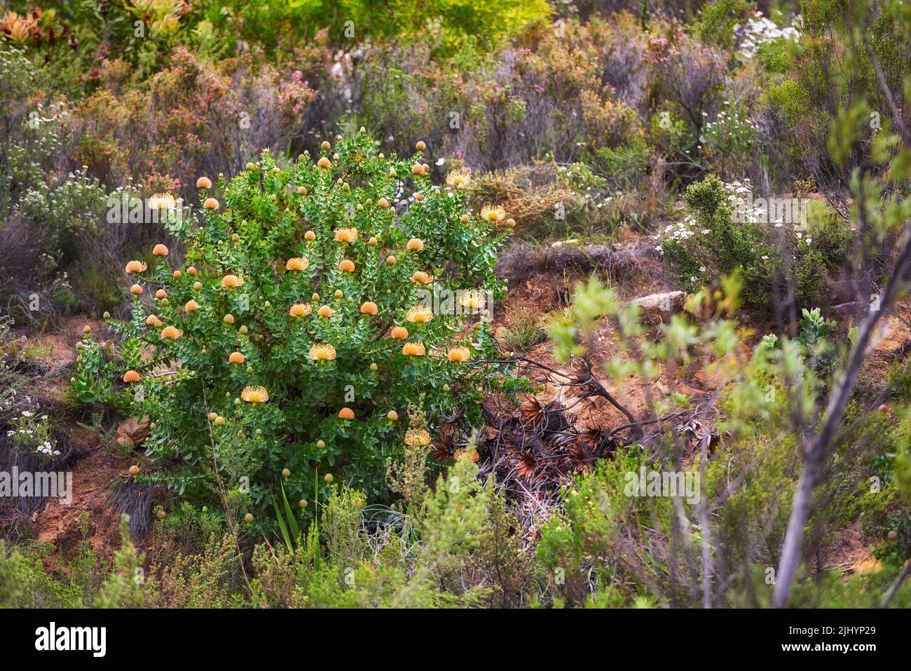 Pincushion protea flowers on a mountainside outdoors during Summer. Isolated natural spurges of yellow petals blossoming and with green bushes behind Stock Photo
