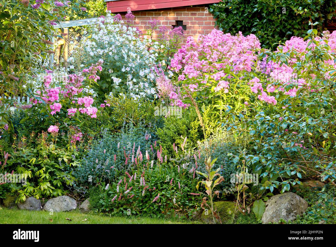 Lush landscape with various flowering plants growing in a garden on a sunny day outdoors in spring. Vibrant pink fall phlox and alpine bistort or Stock Photo