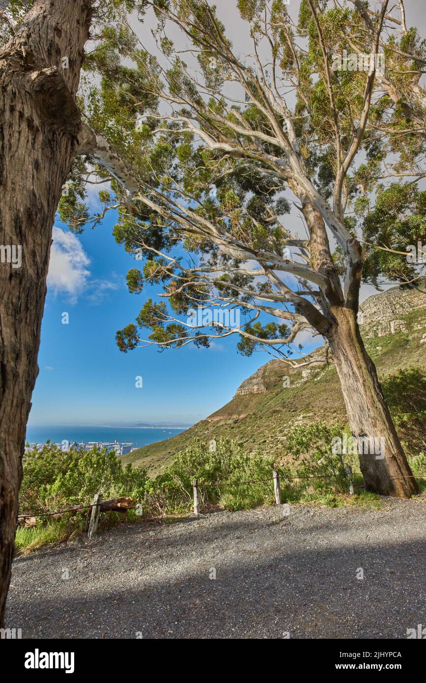 Green trees on the mountains with blue sky and ocean copy space. Beautiful nature landscape with wild indigenous plants and shrubs growing on a Stock Photo