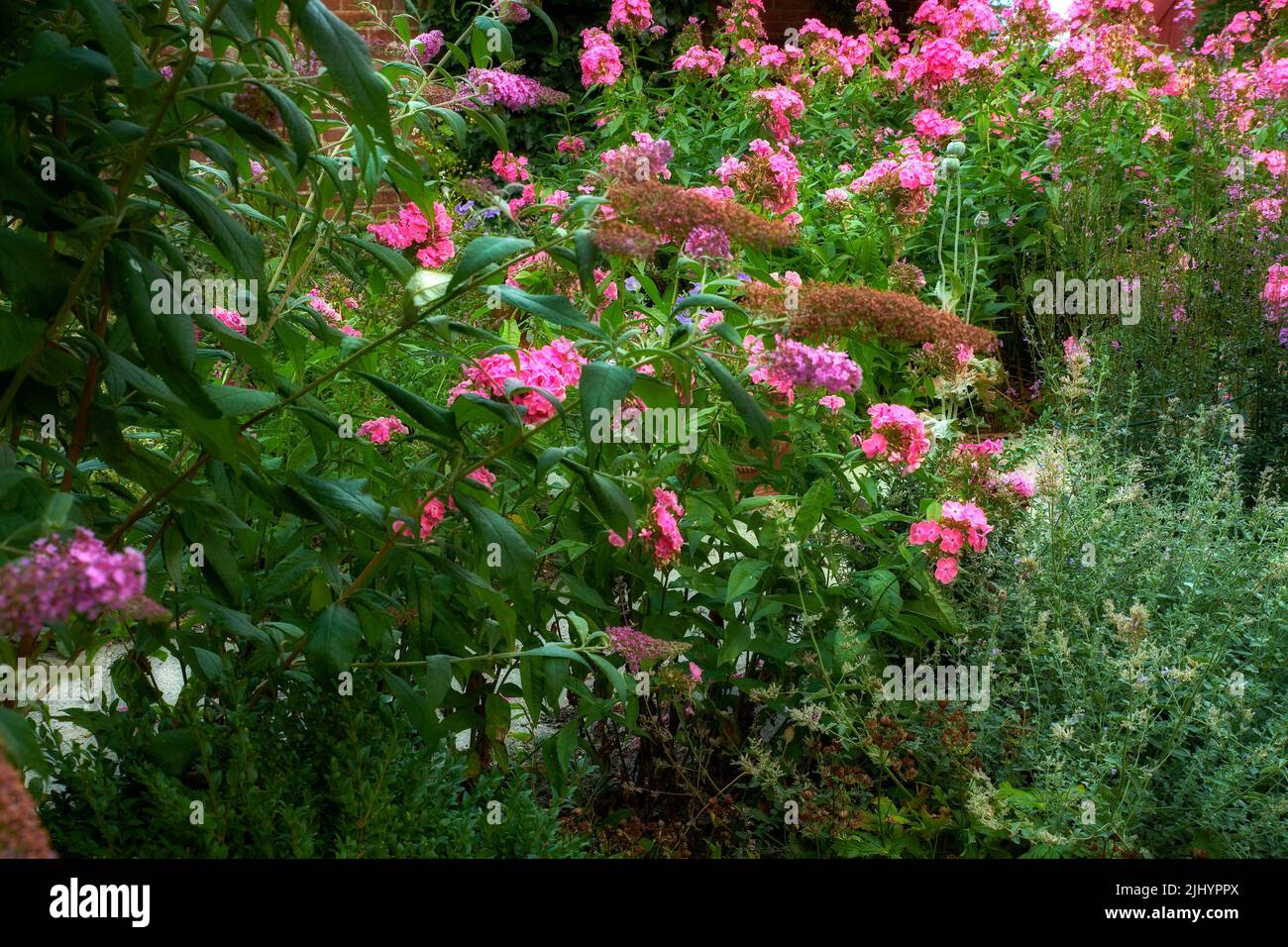 Vibrant Garden phlox flowers growing in the backyard of a home on a spring day. Beautiful pink plants bloom in a lush green bush in a park on a summer Stock Photo