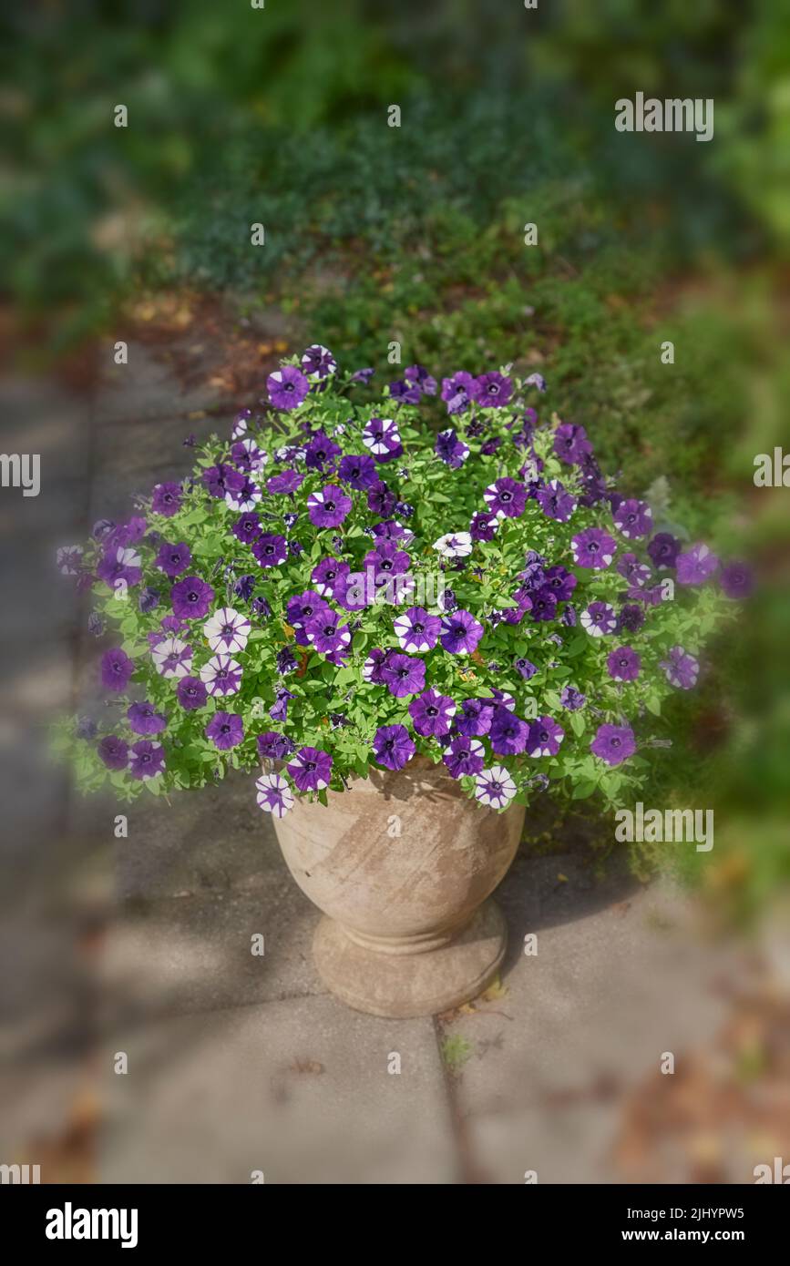Wild flowering plant used for gardening decoration and landscaping. Flower pot with purple petunias growing in a backyard home garden on a patio Stock Photo