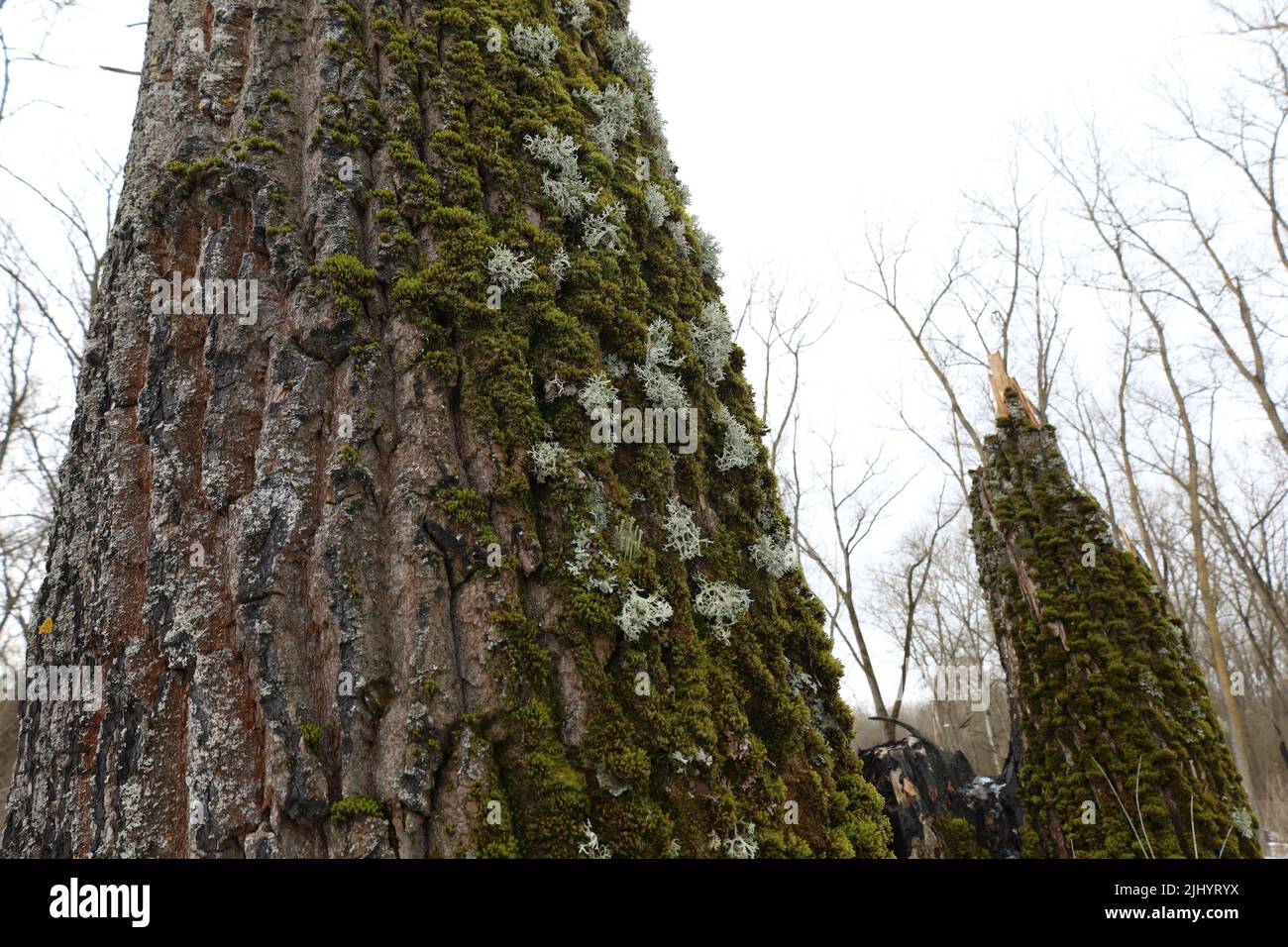 Evernia prunastri on the moss covered tree Stock Photo