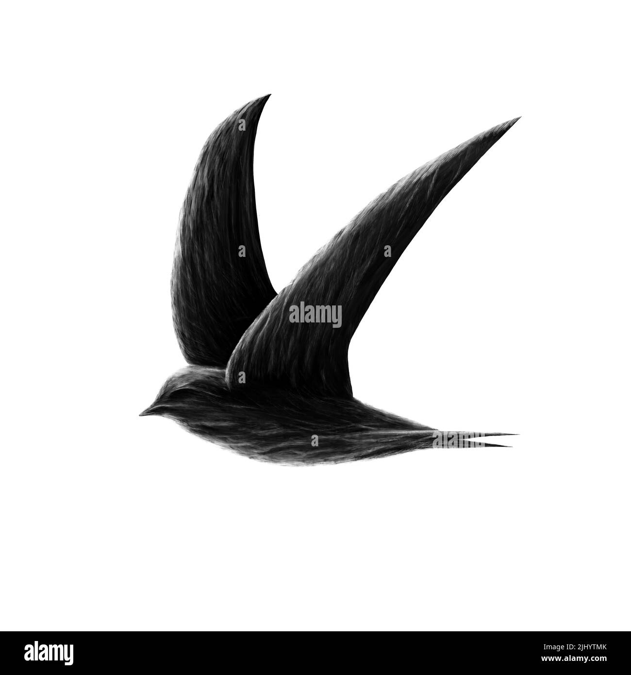 Swift bird dark illustration, swift logo Stock Photo